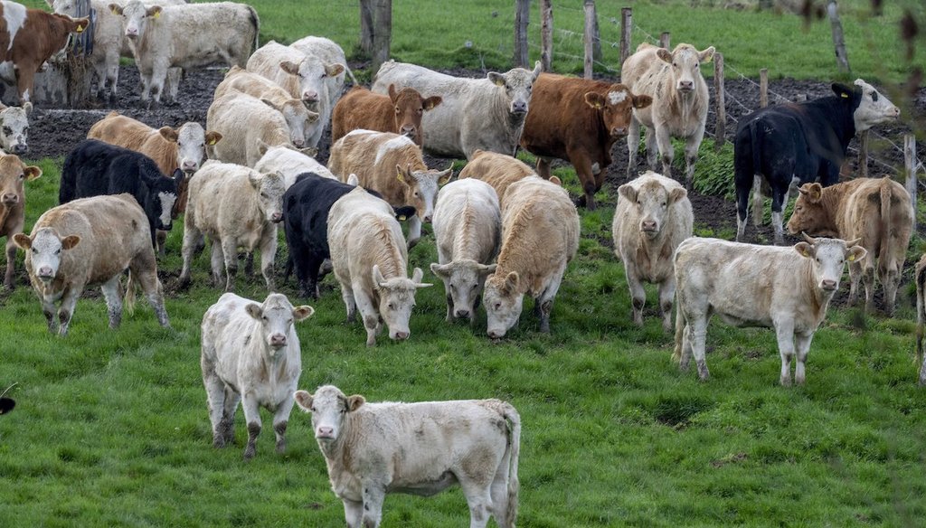 Cows stand on a meadow in Wehrheim near Frankfurt, Germany, Nov. 4, 2022. The agricultural sector is a major contributor of methane emissions, which exacerbate climate change. (AP)